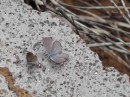 San Cristobal very small, lilac colored, butterflies