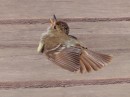 Santa Cruz - bird resting on wooden deck