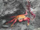 Isabella - sally lightfoot crab
