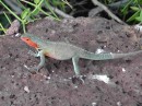 Santa Cruz - beautiful bright green lizards with orange throats