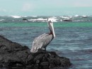 Isla Isabella - Las Tuneles - pelican