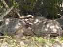Santa Cruz - Darwin research tortoise breeding center
