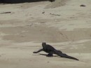 Isabella - marine iguana