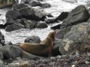 sea lions everywhere on the islands, especially San Cristobal