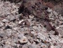 #34 huge pile of shells found on hike above anchorage at San Evarista