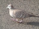 pretty light blue headed ground pigeons that we saw throughout french polynesia