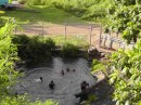 saw local children swimming in their backyard pool