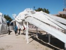 #10 Ballena (whale) museum