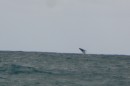 a humpback whale breaching off of Salvador