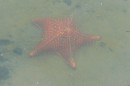 giant starfish at Sitio Forte