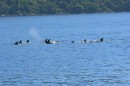 dolphins at Sitio Forte