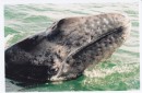 Gray Whale, length 39 - 49 ft. the head is slightly arched between the eye and the tip of the snout.