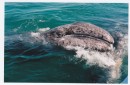 The gray whale jaw line usually has a small arch.