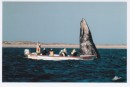 Gray Whale spy-hopping. whales keep their heads out of the water for 30 seconds or more,
