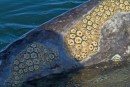 Mother gray whale has many yellow, orange or whitish patches of barnacles and lice some came off on our hands as we rubbed her down. She liked it & came back for more & more..