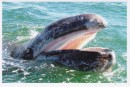 Most gray whales prefer to feed using the right side of the mouth. they are bottom feeders. They dive to the bottom and roll onto one side sucking in lots of food and water. Once its mounth is full it uses its tongue to push the salt water out through the baleen - trapping all crustaceans inside.