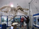 TheWhale Museum.
The remains of a killer Whale.