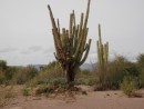 This cactus is over 500 years old. A cactus must die naturaly before the wood can be used.