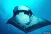 Giant Mana ray