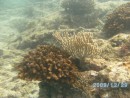 Deep water gorgonia coral & club finger coral. 