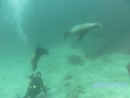 Swimming with the Sea Lions.