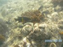 Young fish swimming  by ribbon coral.