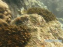 Mountainous star coral.