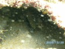 Large California Moray eel hiding! they inhabit Baja