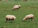 Funny looking sheep