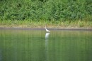 A lone Egret