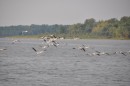 Hundreds of white pelicans