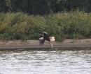 A Bald Eagle - note the fish in his claws
