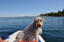 Farley enjoying his dinghy ride