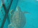 Sea Turtle at the Aquarium