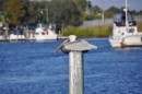 Pelicans of Florida