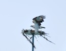 Osprey in its nest
