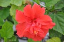 Hibiscus - they grow everywhere!