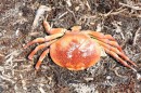 Crab - washed up on the beach
