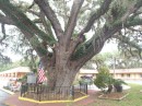 600 year old oak tree in St. Augustine