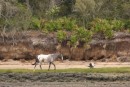 Wild horses - on most of the uninhabited sea islands