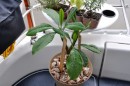 My Plumeria plant - from Bahamas