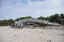 Whale skeleton at Warderick Wells