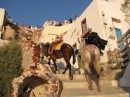 People ride the poor donkeys from the sea side up the hill side in the town of Oia.