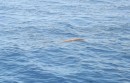 Sea Snake on surface.