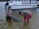 Phillip feeding a Dolphin.