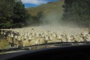 Sheep crossing.