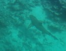 Black tip reef shark under out boat!