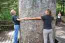 huge Kauri tree