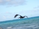 Pelican flying past Saba Rock