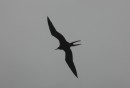 A frigate bird flying close inland
 